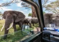 10 Best African Safari Parks