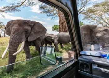 10 Best African Safari Parks